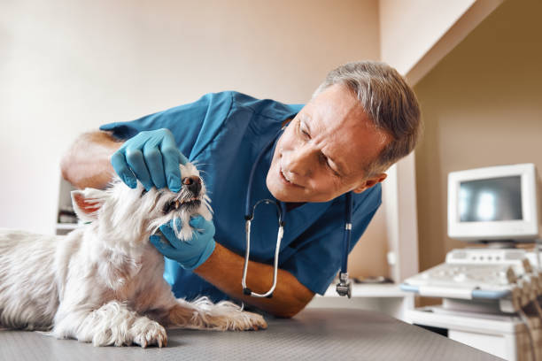 , ID Emergency Dental Service Company